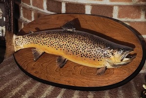 Mounted Trout Fish Taxidermy Wall Mount on Wooden Plaque