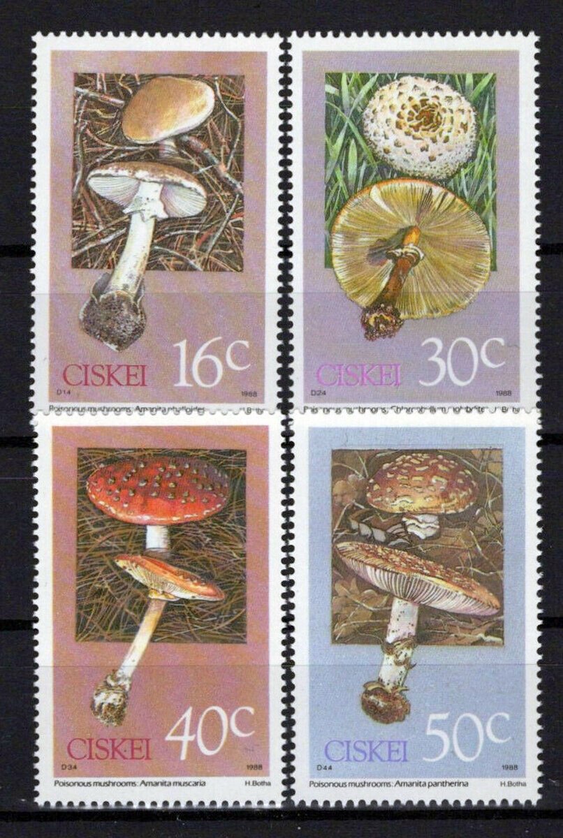 South Africa Ciskei 127-130 MNH Poisonous Mushrooms Plants ZAYIX