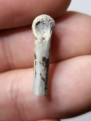 ~0.79'' RARE Raptor Toe Digit Metatarsal Hell Creek Dinosaur Fossil Ref5826