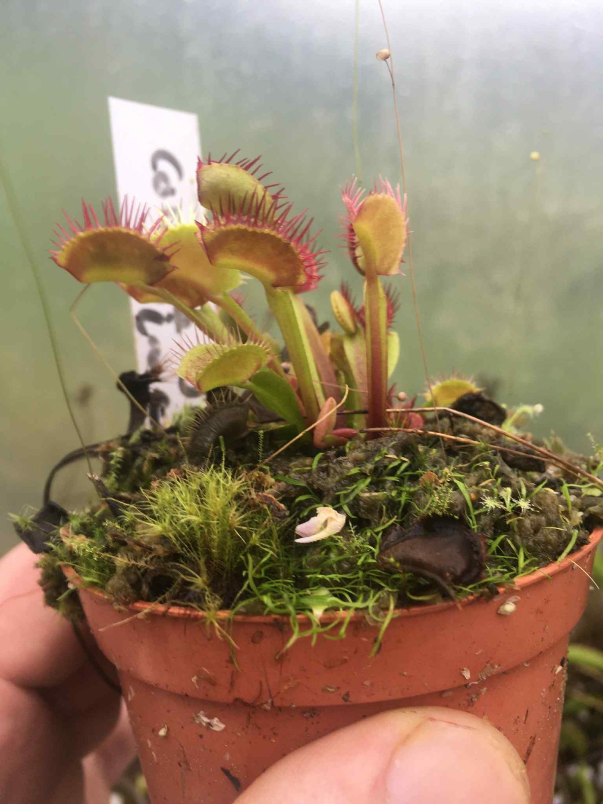 Plantes carnivores dionaea corona di spine rare contre insectes de véranda