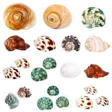 21PCS Hermit Crab Shells Assorted Natural Sea Conch Size 1.3"3.2" Growth ...