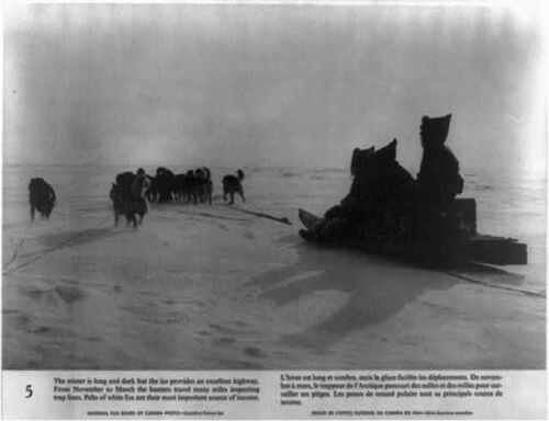 Eskimos,northern Canada,3 eskimos in dog sled on ice inspecting trap lines,c1956 - Picture 1 of 1