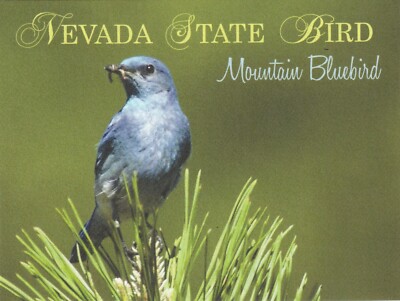 *Nevada-''The Nevada State Bird...Mountain Bluebird''  (Postcard) {*TW-3}