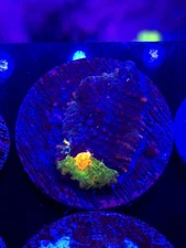 Crayola Meltdown Chalice WYSIWYG Live coral frag Lps Sps