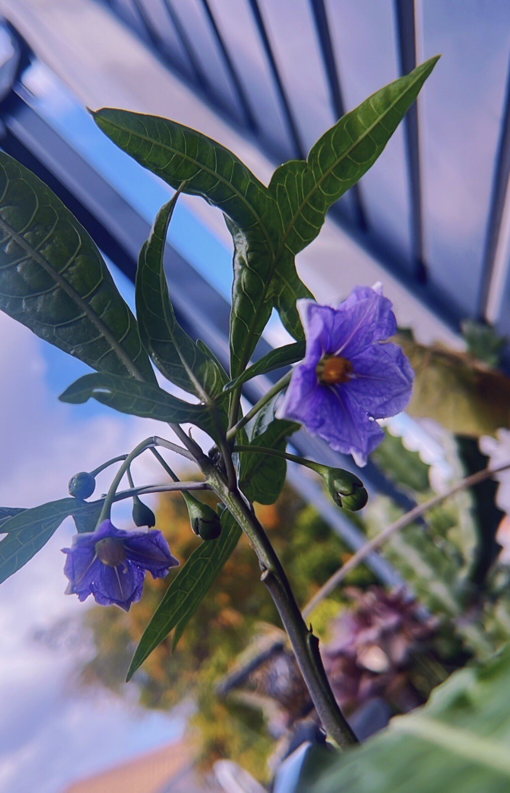 2x Kangaroo apple Australian natives bush tucker edible fruit self
