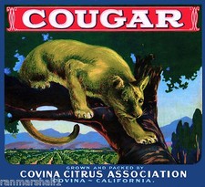 Covina Cougar #3 Mountain Lion Orange Citrus Fruit Crate Label Art Print