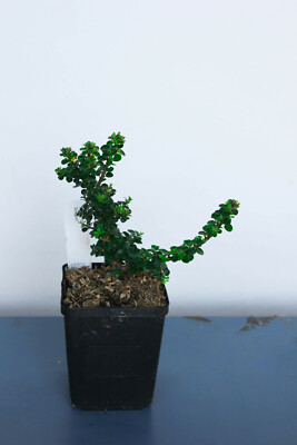 bonsai nano aquarium Bonsai Driftwood Scape Starter Kit