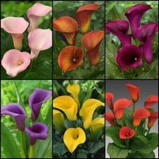 Pretty Imported Double Calla Lily MultiColour Flower Bulb Pack Of 2 Bulb