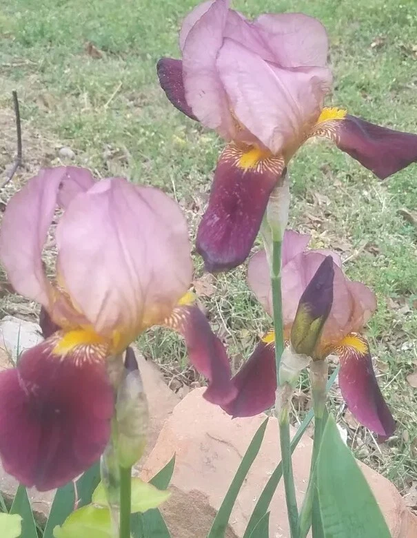 8  IRIS Rhizomes FREE SHIPPING - Image 3 of 4