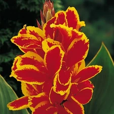 2 - LUCIFER Dwarf Canna Lily Flower Bulb Tuber Rhizomes  - VIBRANT & EXOTIC
