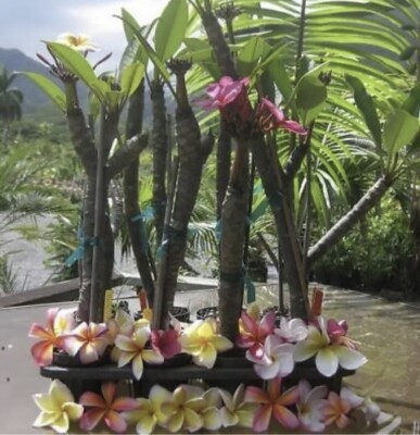 ROOTED PLUMERIA PLANT CUTTING ~ ORANGE ZEST ~ 19