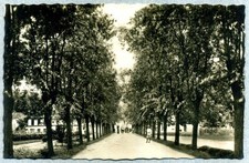 CORNELIANO D'ALBA (Cuneo) - VIALE A. SISMONDA - Edit. FRANCONE LUIGI A. XXI