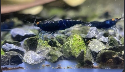 #ad 101 Orange Eye Black Sapphire Demon *READ DISCRIPTION• $135.00