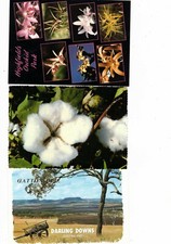 Australia Postcards,  TOOWOOMBA & BILOELA  Qld     ( 3 cards)  