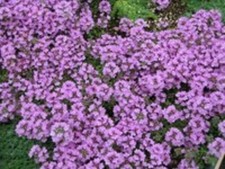 6 Thyme Purple Creeping Thymus serpyllum Herb Hardy Alpine Perennial