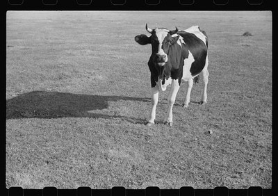 Photo:Fond du Lac County Wisconsin Cow Dairy Farm 1941 Holstein Cow