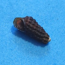 Semisulcospira nakanoi 25 mm rare nouvelle espèce corne escargots coquillages d'eau douce
