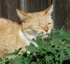 500 CATNIP SEEDS NON - GMO FRESH FRESH HARVEST FOR GARDENS CAT SAYS YUMMY!