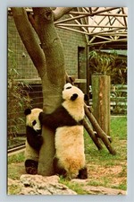 London UK-United Kingdom, Giant Pandas and Trees, Vintage Postcard