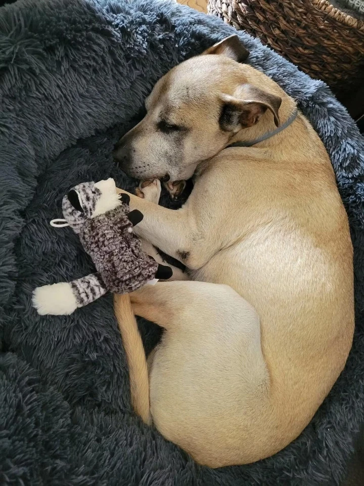 Cama calmante para perros PuppyzZz, suave, cómoda y para aliviar el estrés, el mejor sueño de todos los tiempos Foto 2 de 4