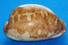 Cypraea Mappa Huberi