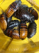 Adult Hissing Roaches, For monitors, tegus, and large reptiles Free shipping.