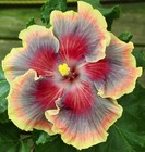 TAIWAN DANCING QUEEN Tropical Hibiscus -- Plant in 4.5" pot — photo 1