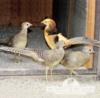 40 Mixed Bag Of Pheasant And Quail Hatching Eggs — photo 8