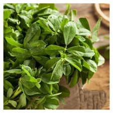 100+ Fenugreek Seeds | NON-GMO | Heirloom | Fresh Garden Seeds