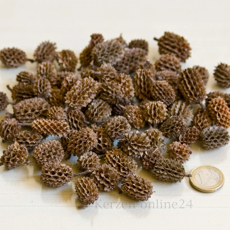 MARKENLOS Dekoration Casuarina Zapfen Basteln Floristik Naturmaterialien Weihnachten Deko