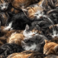 A Pile of Sleeping Kittens 43 - 20" x 38" Hydrographic Film Hydro Dipping