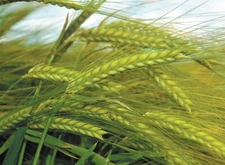 Barley Seed Catgrass Sprouting Grain Fodder Cover Crop Livestock Feed NON-GMO