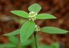 Basil-like Buttonweed - Spermacoce ocymoides - 10+ seeds - Samen - E 333
