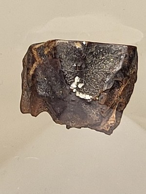 Triceratops Zahn. Hell Creek Formation Dinosaurier Fossil. Schwebedisplay Ref401