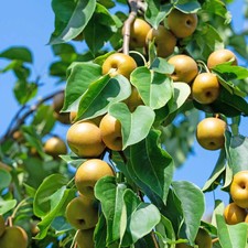 Pyrus pyrifolia 'Hayatama' - Poirier Nashi - Pomme-Poire