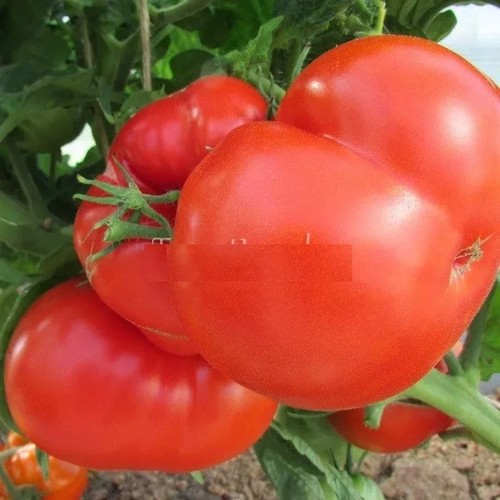 Tomato Sugar Bison Seeds big tomatoes organic non gmo seeds Ukraine 20 seeds D - Picture 3 of 3