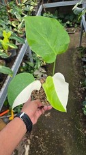 Real Picture Monstera Albo Halfmoon Variegated 2 Leaf