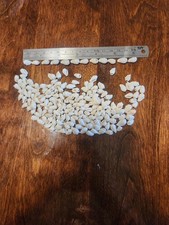Lot Of 170 Small .5 Inch Seashell Beads
