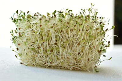 LITTLE SEED STORE 1 OZ=12,500+ORGANIC ALFALFA Sprouting Seeds A,B,C,E,K,Calcium,Iron,Magnesium