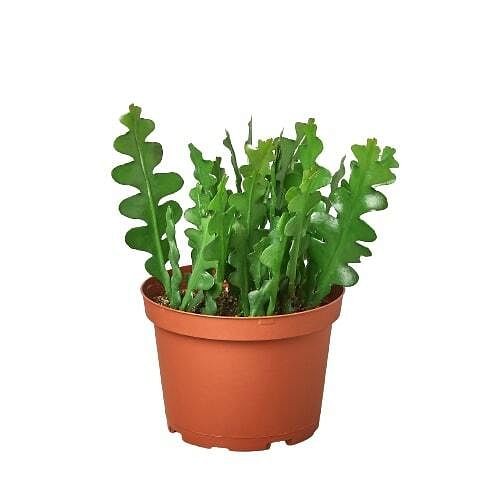 Epiphyllum 'Ric Rac' Cactus-6" Pot - Bild 5 von 8
