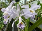 C. Enid `Blue Lu' Classic Coerulea Cattleya Orchid Plant — photo 1