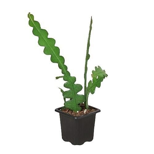 Epiphyllum 'Ric Rac' Cactus-6" Pot - Bild 8 von 8