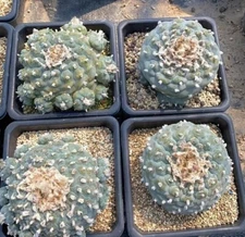 12-14cm A huge and raresucculent cactus plant  Multi-Head Succulent  plants