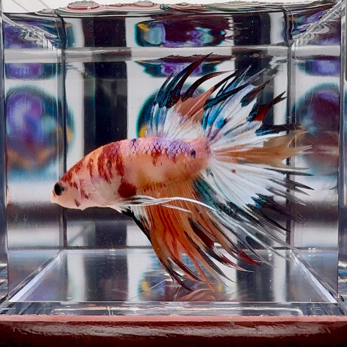 Halfmoon Vs Crowntail Betta Differences: Ultimate Guide Revealed