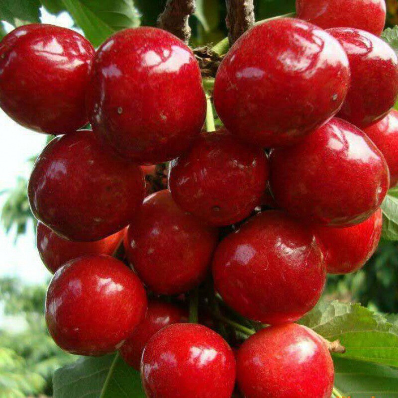 50pcs Cherry Tree Seeds for Planting, Heirloom & Non-GMO Sweet