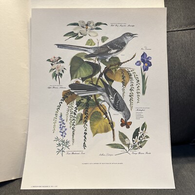 アート・デザイン・音楽 CLASSIC NATURAL HISTORY PRINTS BIRDS アート・デザイン・音楽 CLASSIC NATURAL HISTORY PRINTS BIRDS