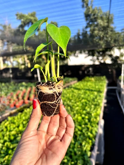 Monstera Deliciosa Plug | Indoor and Outdoor Live Tropical House Plant | Starter - Image 4 of 4