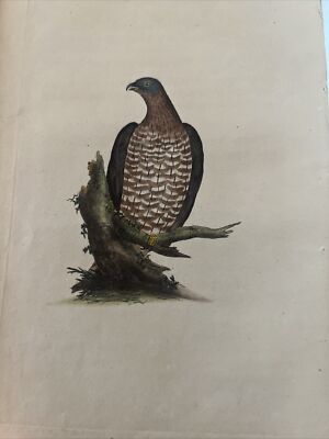 Ornithology Falconry Aquaforte 1823 ''Falco Honey Buzzard''