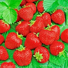 ALI BABA STRAWBERRY 50 SEEDS SPRING PERENNIAL HEIRLOOM NON-GMO FRUIT USA