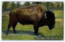 c1910 Big Bull Zeno Ellsworth Park Iowa Falls Iowa IA Antique Unposted Postcard